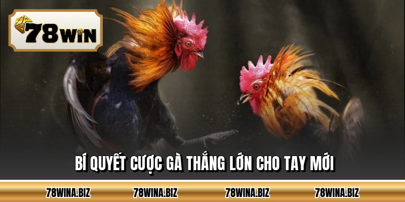 Bí quyết cược gà thắng lớn cho tay mới