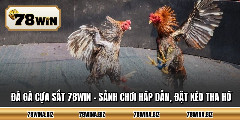 Đá Gà Cựa Sắt 78WIN - Sảnh Chơi Hấp Dẫn, Đặt Kèo Tha Hồ