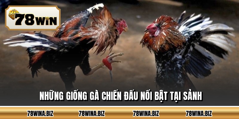 Những giống gà chiến đấu nổi bật tại sảnh